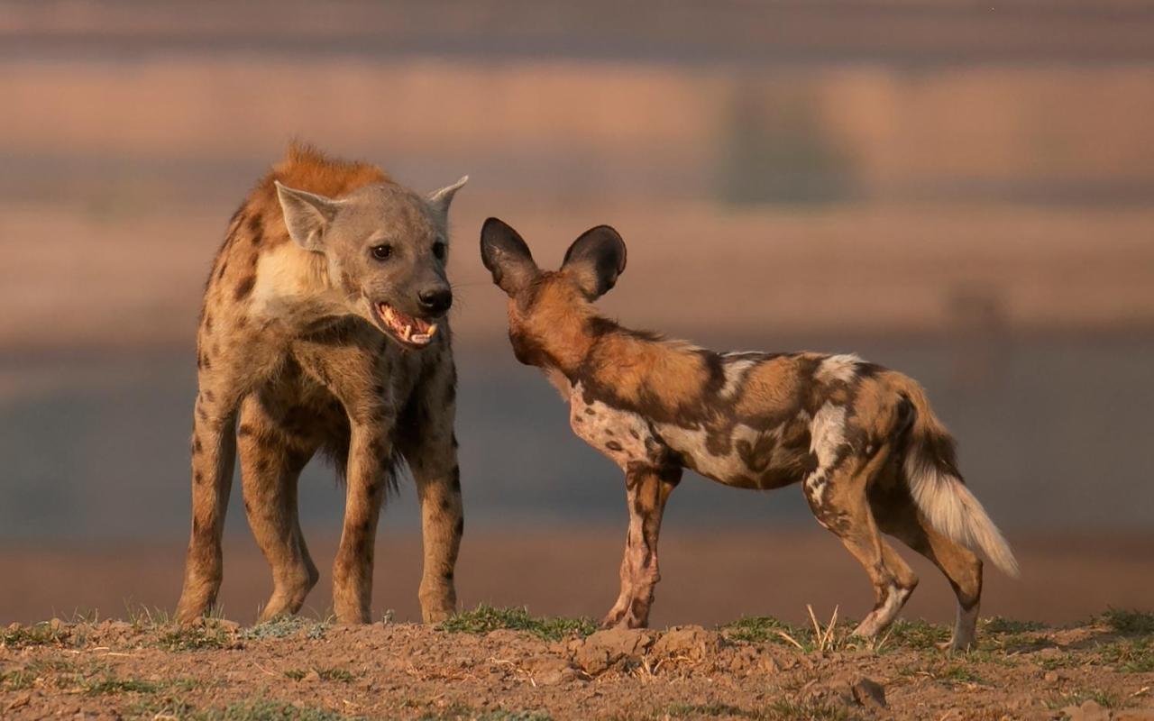 Msandile River Lodge Kakumbi Ngoại thất bức ảnh