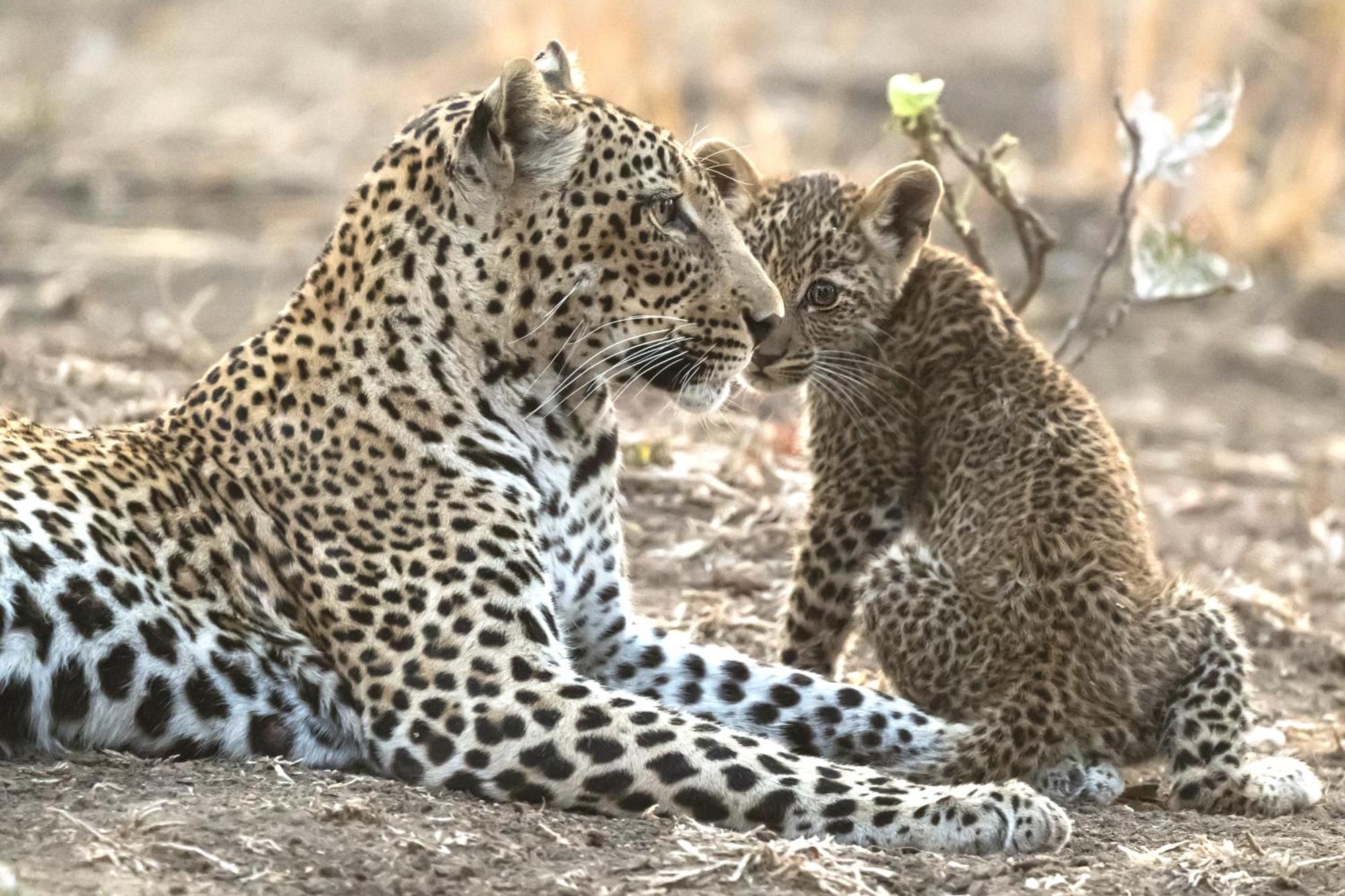 Msandile River Lodge Kakumbi Ngoại thất bức ảnh