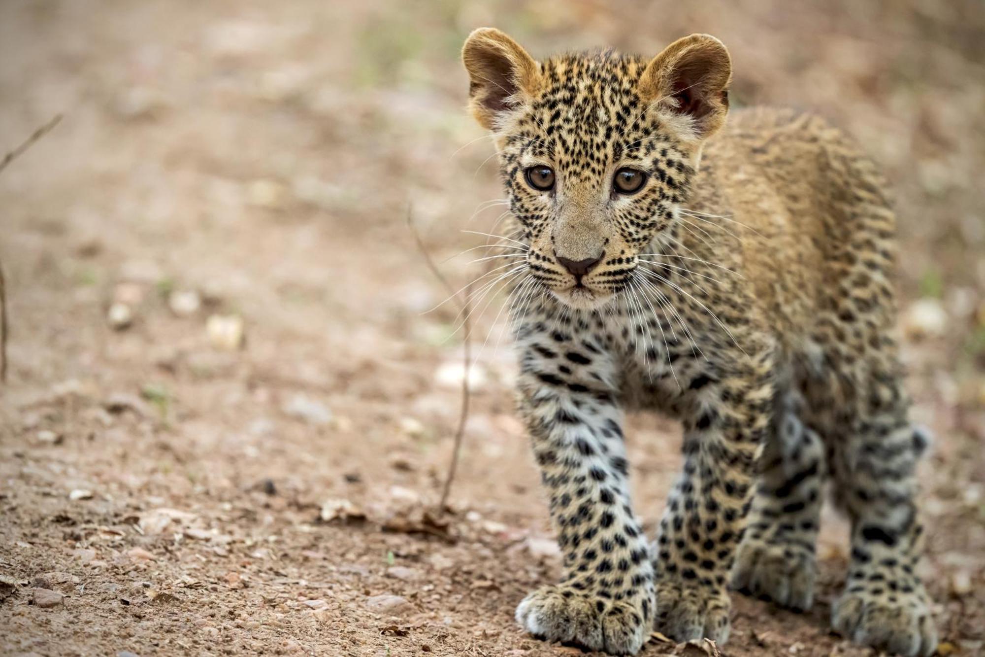 Msandile River Lodge Kakumbi Ngoại thất bức ảnh